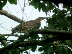 Tigrisoma fasciatum