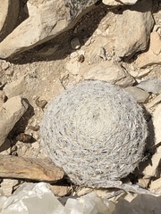 Mammillaria lasiacantha