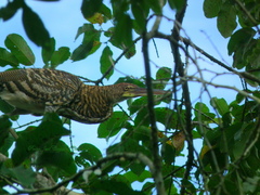 Tigrisoma fasciatum