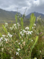 Struthiola myrsinites