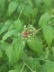 Varronia curassavica