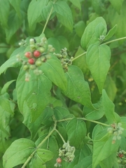 Varronia curassavica