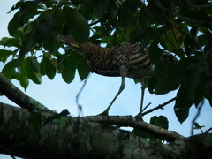 Tigrisoma fasciatum