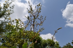 Adenodolichos paniculatus