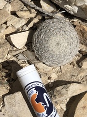 Mammillaria lasiacantha