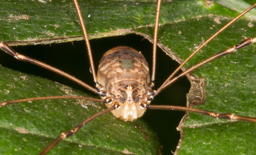 Leiobunum blackwalli