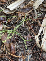 Euphorbia polyphylla