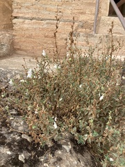 Antirrhinum