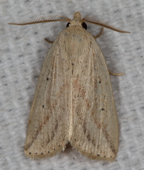 Amolita obliqua