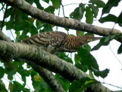 Tigrisoma fasciatum