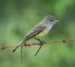 Myiarchus panamensis
