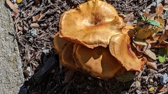 Omphalotus subilludens