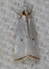 Argyria gonogramma
