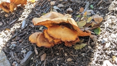 Omphalotus subilludens