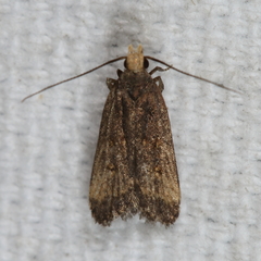 Dichomeris juncidella