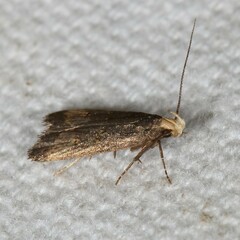 Dichomeris juncidella