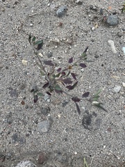 Porophyllum ruderale