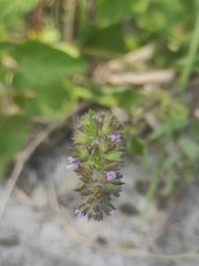 Clinopodium gracile