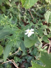 Symphyotrichum lanceolatum lanceolatum