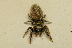 Dendryphantes