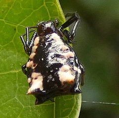 Micrathena patruelis
