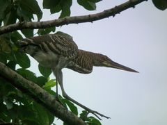 Tigrisoma fasciatum