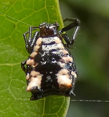Micrathena patruelis
