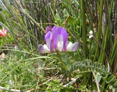 Astragalus amatus