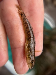Etheostoma olmstedi