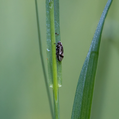 Lepyronia coleoptrata