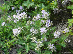 Astragalus amatus