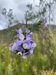 Psoralea affinis
