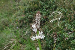 Asphodelus