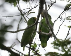 Amazona ochrocephala