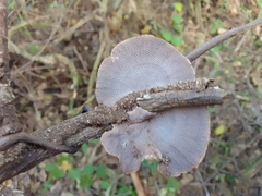 Hexagonia tenuis