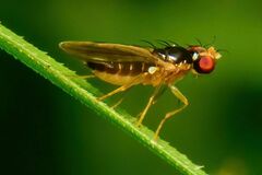 Opomyzoidea