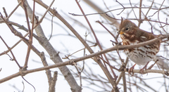 Passerella iliaca iliaca