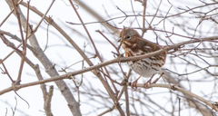 Passerella iliaca iliaca