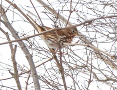 Passerella iliaca iliaca