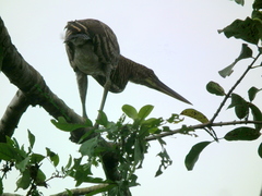 Tigrisoma fasciatum