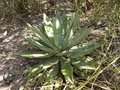 Agave macroacantha