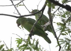 Amazona ochrocephala