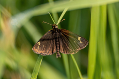 Heteropterus morpheus