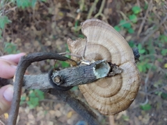 Hexagonia tenuis