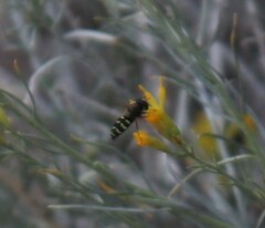 Lapposyrphus lapponicus