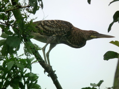Tigrisoma fasciatum