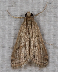 Parapoynx allionealis