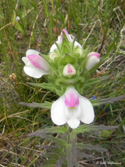 Bellardia trixago