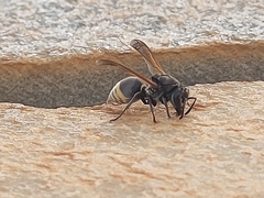 Brachygastra