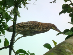 Tigrisoma fasciatum